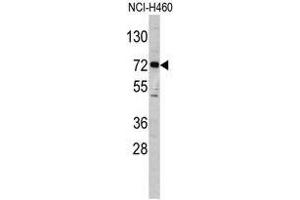 Image no. 1 for anti-Elongator Acetyltransferase Complex Subunit 2 (ELP2) (C-Term) antibody (ABIN452953) (ELP2 抗体  (C-Term))