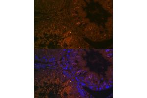 Immunofluorescence analysis of rat testis cells using B Rabbit pAb (ABIN7265880) at dilution of 1:100 (40x lens). (BACE2 抗体  (AA 240-470))