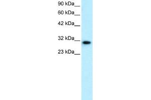 WB Suggested Anti-DBP Antibody Titration:  0.