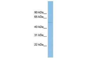 BEND7 antibody used at 1 ug/ml to detect target protein. (BEND7 抗体  (Middle Region))