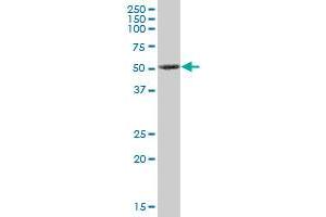 PRKX MaxPab polyclonal antibody. (PRKX 抗体  (AA 1-358))