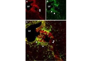 Immunohistochemistry (IHC) image for anti-Cyclic Nucleotide Gated Channel alpha 2 (CNGA2) (AA 643-660), (Intracellular) antibody (ABIN7043090)