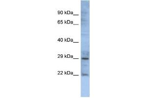 WB Suggested Anti-GJB1 Antibody Titration:  0. (GJB1 抗体  (Middle Region))