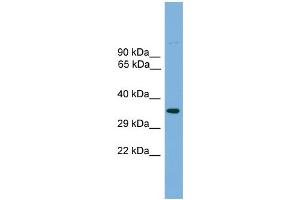 WB Suggested Anti-Tcfap4 Antibody Titration: 0. (TFAP4 抗体  (Middle Region))
