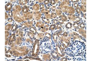 STK3 antibody was used for immunohistochemistry at a concentration of 4-8 ug/ml to stain Epithelial cells of renal tubule (arrows) in Human Kidney. (STK3 抗体)