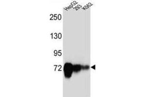 Western Blotting (WB) image for anti-Cadherin-Like 22 (CDH22) antibody (ABIN2997235) (CDH22 抗体)