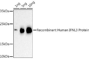 Western blot analysis of extracts of Recombinant Human IFNL3 Protein, using IFNL3 antibody (ABIN6132858, ABIN6142207, ABIN6142209 and ABIN6221289) at 1:500 dilution. (IL28B 抗体  (AA 22-196))
