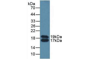 Detection of APOC4 in Mouse Serum using Polyclonal Antibody to Apolipoprotein C4 (APOC4) (APOC4 抗体  (AA 28-124))