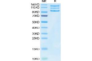 Mouse ITGAV&ITGB3 on Tris-Bis PAGE under reduced condition. (CD51/CD61 Protein (AA 31-988) (His tag))