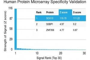 Analysis of HuProt(TM) microarray containing more than 19,000 full-length human proteins using SOX10 antibody (clone SOX10/991). (SOX10 抗体  (AA 115-269))
