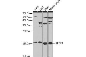 Western blot analysis of extracts of various cell lines, using KCNE1 antibody (ABIN3021634, ABIN3021635, ABIN3021636, ABIN1513121 and ABIN6215455) at 1:1000 dilution. (KCNE1 抗体  (AA 1-100))