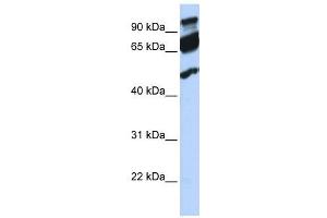 WB Suggested Anti-ERAL1  Antibody Titration: 0. (ERAL1 抗体  (Middle Region))