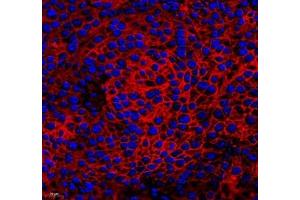 Immunofluorescence (Paraffin-embedded Sections) (IF (p)) image for anti-Cytochrome C Oxidase Subunit Vb (COX5B) antibody (ABIN7073665)