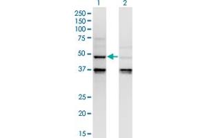 Western Blot analysis of CASP4 expression in transfected 293T cell line by CASP4 monoclonal antibody (M02), clone 7G7. (Caspase 4 抗体  (AA 1-377))