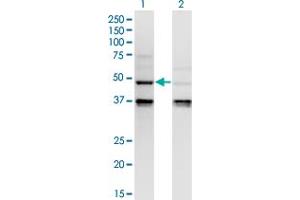 Western Blot analysis of CASP4 expression in transfected 293T cell line by CASP4 monoclonal antibody (M02), clone 7G7.