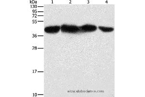 Western blot analysis of HepG2, 293T, hela and NIH/3T3 cell, using PGK2 Polyclonal Antibody at dilution of 1:600 (PGK2 抗体)