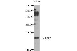 Western blot analysis of extracts of A549 cells, using BCL2L2 Antibody (ABIN1871261) at 1:1000 dilution. (BCL2L2 抗体)