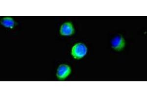 Immunofluorescent analysis of Hela cells using ABIN7152193 at dilution of 1:100 and Alexa Fluor 488-congugated AffiniPure Goat Anti-Rabbit IgG(H+L)
