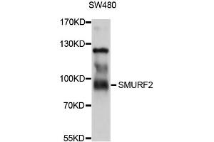 Western blot analysis of extracts of SW480 cells, using SMURF2 antibody. (SMURF2 抗体)