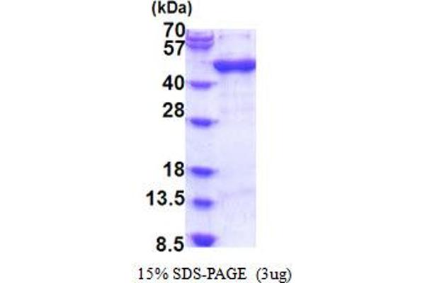ARFIP1 Protein (AA 1-373) (His tag)