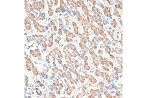 Immunohistochemistry (IHC) image for anti-Paraoxonase 1 (PON1) antibody (ABIN7269172)
