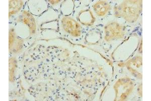 Immunohistochemistry of paraffin-embedded human kidney tissue using ABIN7152793 at dilution of 1:100 (FGF19 抗体  (AA 25-216))