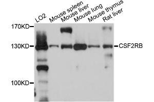 Western blot analysis of extracts of various cell lines, using CSF2RB antibody. (CD131 抗体)