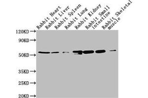 Western Blot Positive WB detected in: Rabbit heatrt tissue, Rabbit liver tissue, Rabbit spleen tissue, Rabbit lung tissue, Rabbit kidney tissue, Rabbit small intestine tissue, Rabbit skeletal muscle tissue All lanes: TUBA1A antibody at 1:5000 Secondary Goat polyclonal to Mouse IgG at 1/10000 dilution Predicted band size: 52 kDa Observed band size: 52 kDa (TUBA1A 抗体)