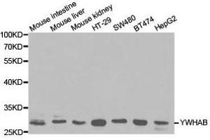 Western Blotting (WB) image for anti-14-3-3 alpha + beta (YWHAB) antibody (ABIN1875376) (YWHAB 抗体)
