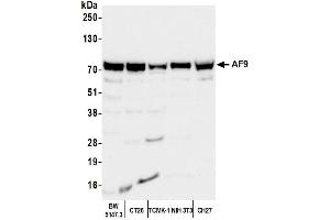 Western Blotting (WB) image for anti-Protein AF-9 (MLLT3) (AA 200-250) antibody (ABIN7449950) (AF9 抗体  (AA 200-250))