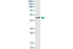Immunoprecipitation (IP) image for anti-Tripartite Motif Containing 63 (TRIM63) (AA 1-353) antibody (ABIN529746)