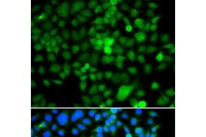 Immunofluorescence analysis of A549 cells using NAP1L3 Polyclonal Antibody (NAP1L3 抗体)