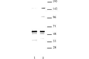 MINA antibody (pAb) tested by Western blot. (MINA 抗体  (C-Term))