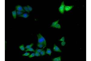 Immunofluorescence staining of HepG2 cells with ABIN7143652 at 1:133,counter-stained with DAPI. (ADH7 抗体  (AA 1-386))