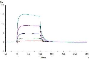 Surface Plasmon Resonance (SPR) image for Fc Fragment of IgG, Low Affinity IIIa, Receptor (CD16a) (FCGR3A) (AA 17-208) protein (His-Avi Tag,Biotin) (ABIN7274282)