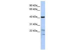 WB Suggested Anti-SCRN2 Antibody Titration: 0.