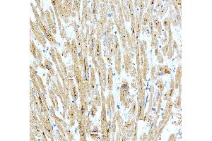 IHC analysis of SPAG7 using anti-SPAG7 antibody (ABIN7599072).