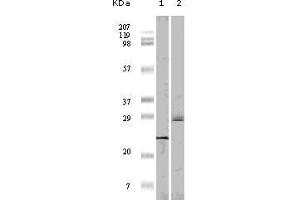 Western blot analysis using 4E-BP1 mouse mAb against truncated 4E-BP1 recombinant protein(1)and A431 cell lysate (2). (eIF4EBP1 抗体)