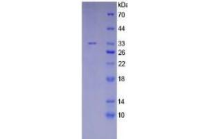 SDS-PAGE of Protein Standard from the Kit (Highly purified E.