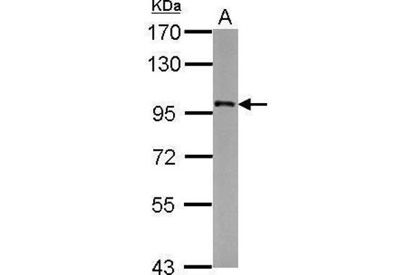 FAM48A/P38IP 抗体  (Internal Region)
