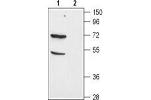 Western blot analysis of mouse kidney lysate: - 1. (SLC1A1 抗体  (C-Term, Intracellular))