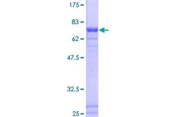 SF3B4 Protein (AA 1-424) (GST tag)