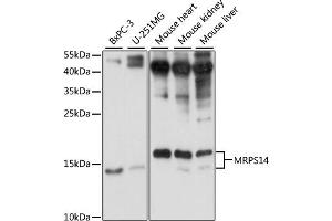 Western blot analysis of extracts of various cell lines, using MRPS14 antibody (ABIN7270013) at 1:1000 dilution. (RPS14 抗体  (AA 1-128))