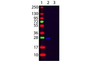 Image no. 1 for Goat anti-Human Ig (Chain kappa), (Light Chain) antibody (FITC) (ABIN300469) (山羊 anti-人 Ig (Chain kappa), (Light Chain) Antibody (FITC))