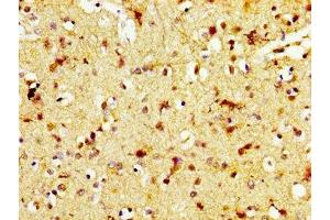IHC image of ABIN7172324 diluted at 1:600 and staining in paraffin-embedded human brain tissue performed on a Leica BondTM system. (TAAR5 抗体  (AA 1-34))