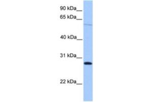Western Blotting (WB) image for anti-Cerebellin 4 Precursor (CBLN4) antibody (ABIN2463524) (CBLN4 抗体)