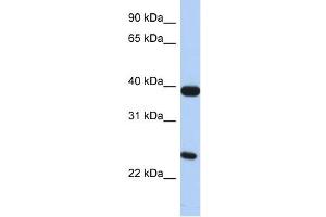 GPR15 antibody (70R-10504) used at 0. (GPR15 抗体  (N-Term))