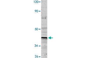 Western blot analysis of HeLa cell lysate with ND1 polyclonal antibody  at 1:500 dilution.