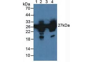 Figure. (HSP27 抗体  (AA 1-201))