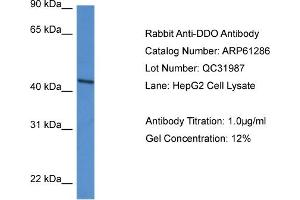 Western Blotting (WB) image for anti-D-Aspartate Oxidase (DDO) (N-Term) antibody (ABIN2788752) (DDO 抗体  (N-Term))